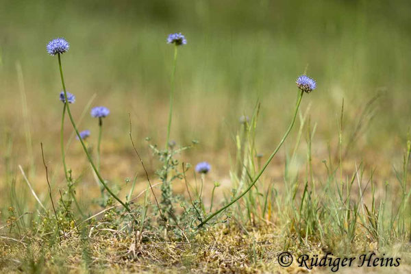 Jasione montana (Berg-Sandglöckchen), 19.6.2025