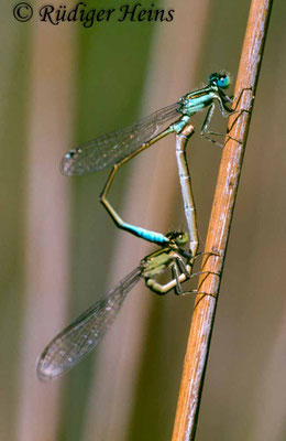 Ischnura graellsi (Spanische Pechlibelle) Paarung, 31.5.2000 (Scan vom Dia)