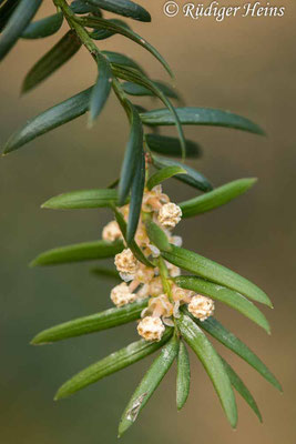 Europäische Eibe (Taxus baccata) männliche Blüte, 18.3.2021 - Makroobjektiv 180mm f/3,5