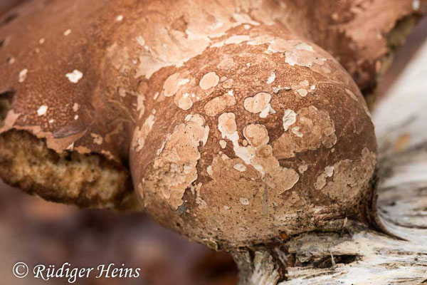 Fomitopsis betulina (Birkenporling), 20.01.2021