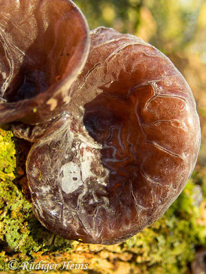 Judasohr (Auricularia auricula-judae), 26.12.2021 - Olympus Tough TG-5