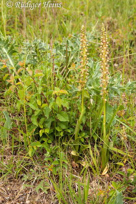 Orchis anthropophorum (Ohnsporn), 20.5.2015