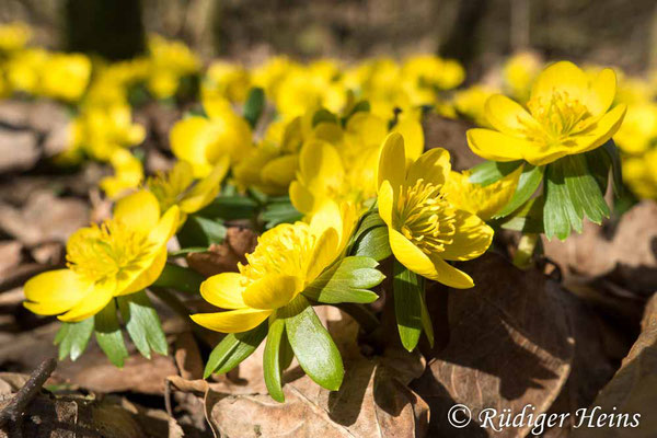 Winterling (Eranthis hyemalis), 22.2.2021