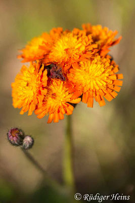 Hieracium aurantiacum (Orangerotes Habichtskraut), 30.5.2020