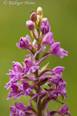 Gymnadenia conopsea (Mücken-Händelwurz), 26.6.2017