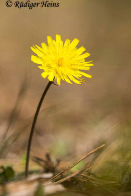 Hieracium pilosella (Kleines Habichtskraut)