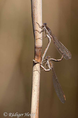 Sympecma fusca (Gemeine Winterlibelle) Paarungsrad, 18.4.2020