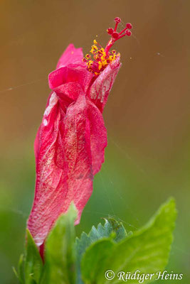 Hibiscus rosa-sinensis (Chinesischer Roseneibisch), 1.8.2015