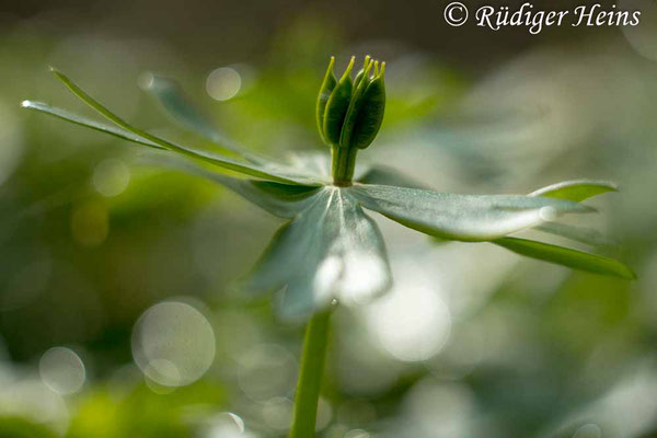 Eranthis hyemalis (Winterling), 31.3.2017