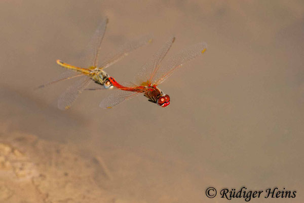 Sympetrum fonscolombii (Frühe Heidelibelle) Tandem, 24.10.2007