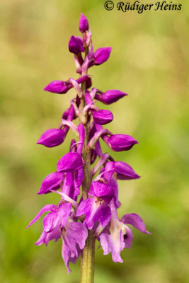 Orchis mascula (Männliches Knabenkraut), 4.5.2013