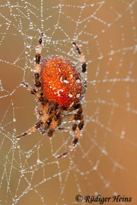 Araneus quadratus (Vierfleckkreuzspinne)