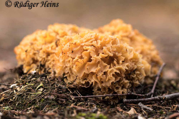 Sparassis crispa (Krause Glucke oder Fette Henne), 28.10.2020