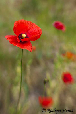 Papaver rhoeas (Klatschmohn), 13.6.2015