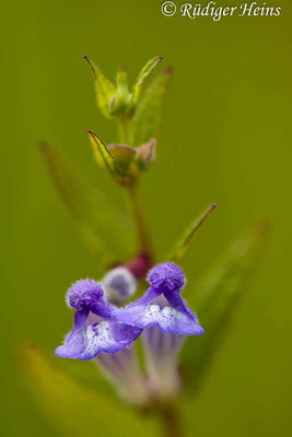 Sumpf-Helmkraut (Scutellaria galericulata), 9.8.2023 - Makroobjektiv 180mm f/3.5 (Stack aus 15 Einzelaufnahmen)