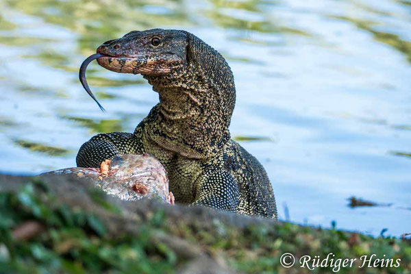 Bindenwaran (Varanus salvator), 25.01.2023 - Panasonic DMC-FZ 1000