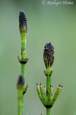 Equisetum palustre (Sumpf-Schachtelhalm), 6.6.2013