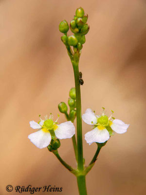 Alisma plantago-aquatica (Gewöhnlicher Froschlöffel), 24.7.2010