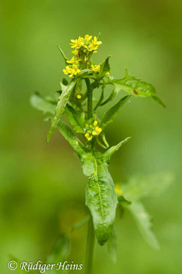 Sisymbrium officinale (Weg-Rauke), 27.5.2019