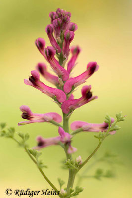Fumaria officinalis (Gewöhnlicher Erdrauch), 7.9.2024