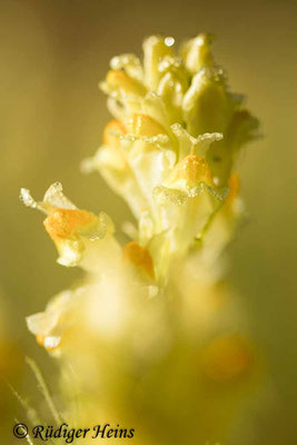 Linaria vulgaris (Echtes Leinkraut), 10.8.2023