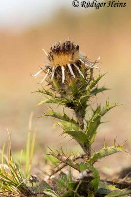 Carlina vulgaris (Golddistel)