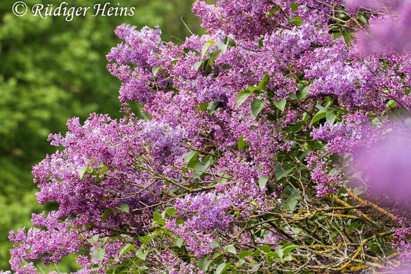 Syringa vulgaris (Gemeiner Flieder), 3.5.2020