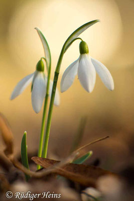 Galanthus nivalis (Schneeglöckchen), 17.2.2019