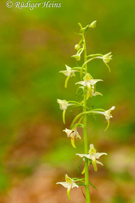 Platanthera chlorantha  (Grünliche Waldhyazinthe), 19.5.2012