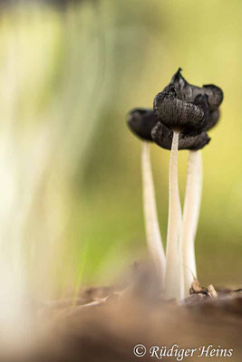 Coprinopsis lagopus (Hasenpfote), 20.9.2022