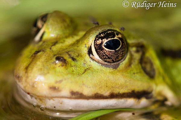 Pelophylax kl. esculentus (Teichfrosch), 11.5.2008