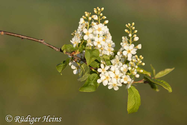 Prunus padus (Gewöhnliche Traubenkirsche), 26.4.2020