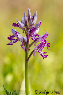 Orchis militaris (Helm-Knabenkraut), 8.5.2016