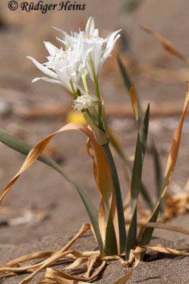 Pancratium maritimum (Dünen-Trichternarzisse oder Strandlilie)