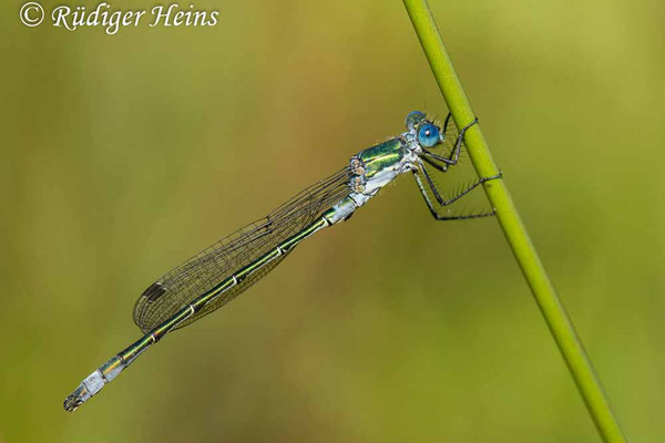 Lestes dryas (Glänzende Binsenjungfer) Männchen, 25.6.2024