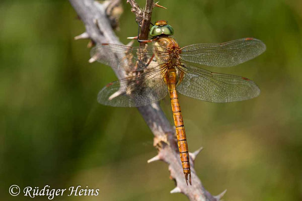 Aeshna isoceles (Keilfleck-Mosaikjungfer) Männchen, 21.6.2017