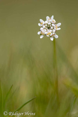 Teesdalia nudicaulis (Nacktstängeliger Bauernsenf), 27.4.2023