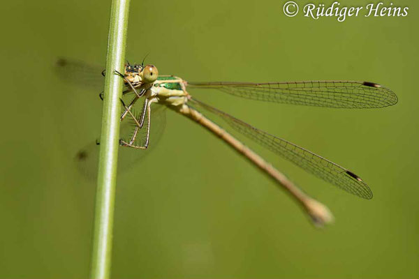 Lestes barbarus (Südliche Binsenjungfer) Weibchen, 3.7.2021 - Makroobjektiv 180mm f/3.5