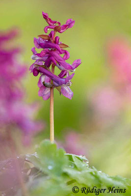 Corydalis cava (Hohler Lerchensporn), 12.4.2023