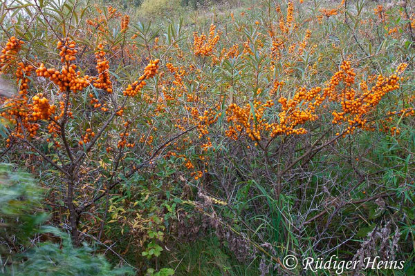 Hippophae rhamnoides (Sanddorn)