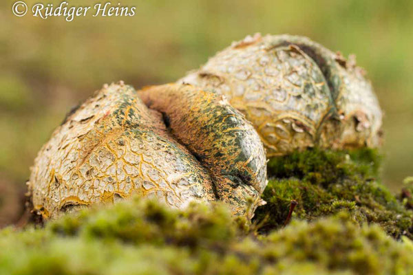 Scleroderma citrinum (Kartoffelbovist), 10.9.2017