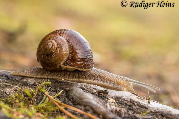 Helix pomatia (Weinbergschnecke), 2.9.2020