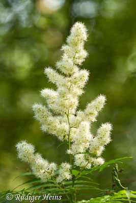 Spiraea sorbifolia (Ebereschenblättrigen Spierstrauch), 31.7.2017