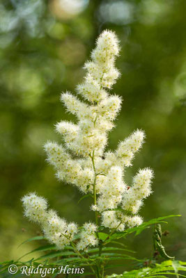 Spiraea sorbifolia (Ebereschenblättrigen Spierstrauch)