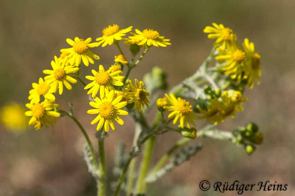 Senecio vernalis (Frühlings-Greiskraut)