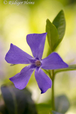 Vinca minor (Kleines Immergrün), 9.5.2017