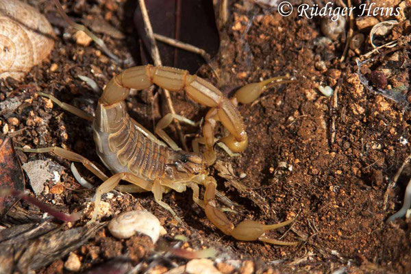 Buthus occitanus (Feldskorpion), 17.10.2005