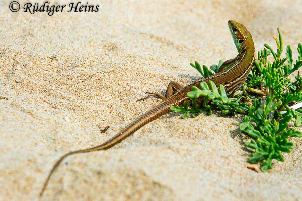 Lacerta viridis (Östliche Smaragdeidechse) Weibchen, 26.5.2002 (Scan vom Dia) 