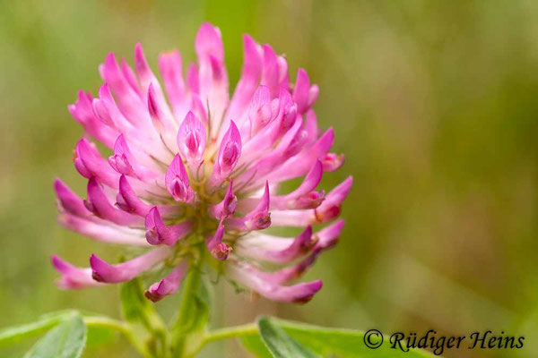Trifolium pratense (Wiesenklee)