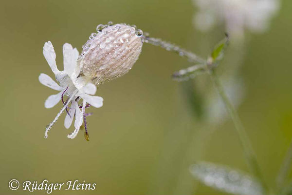 Silene vulgaris (Taubenkropf-Leimkraut), 12.8.2021